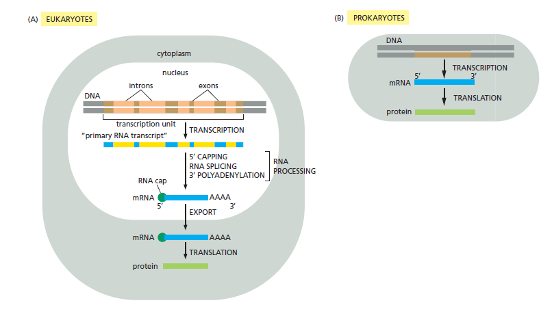 Figure 6-20A.png